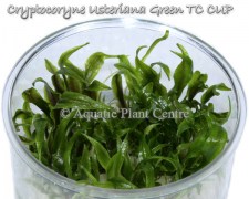 Cryptocoryne Usteriana Green TC CUP